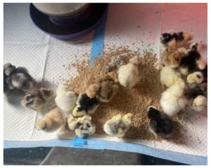 silkie chicks for sale