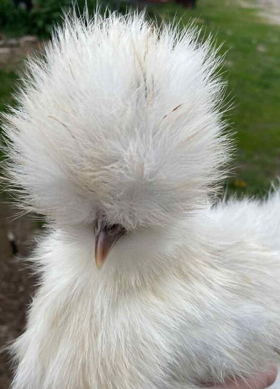 Silkie Hens for sale