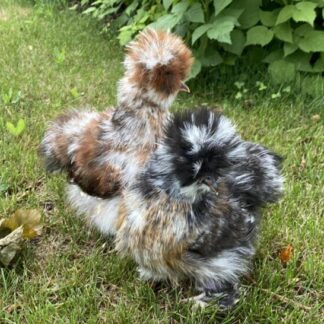 hen silkie