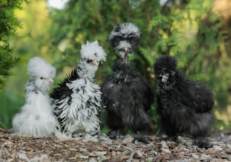 Surprise Pullet Box - Image 10