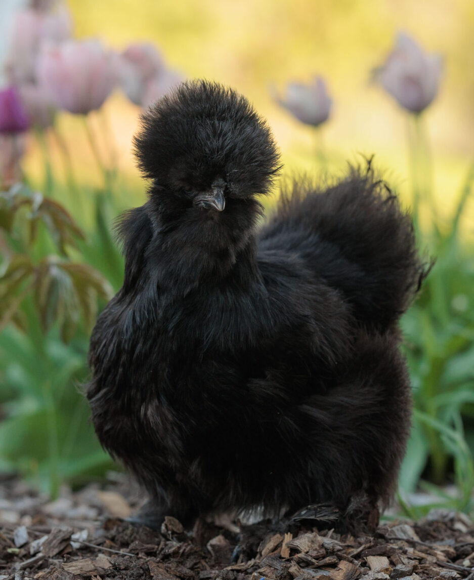 black silkie hens for sale