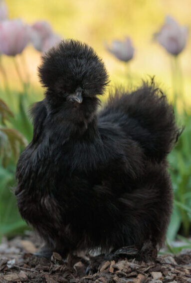 black silkie hens for sale