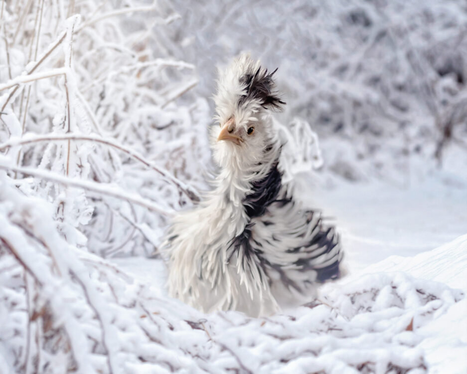Surprise Pullet Box - Image 8