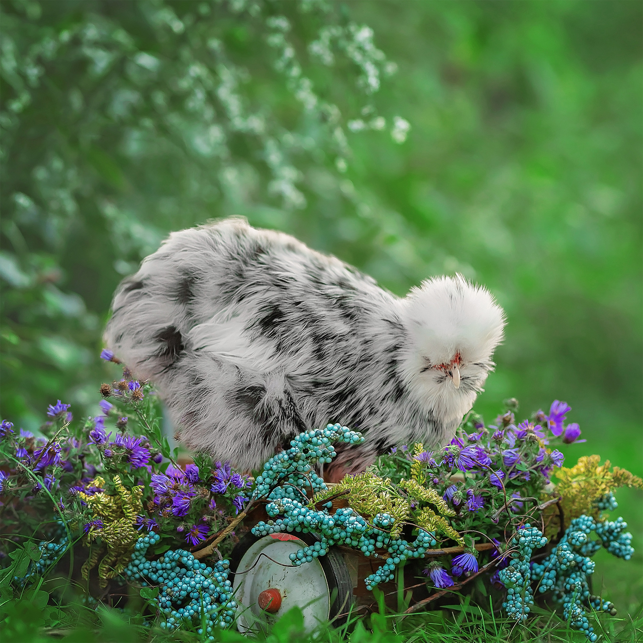 black mottled silkie hen silkie hens for sale