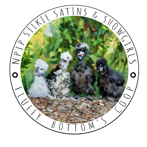 silkie chickens