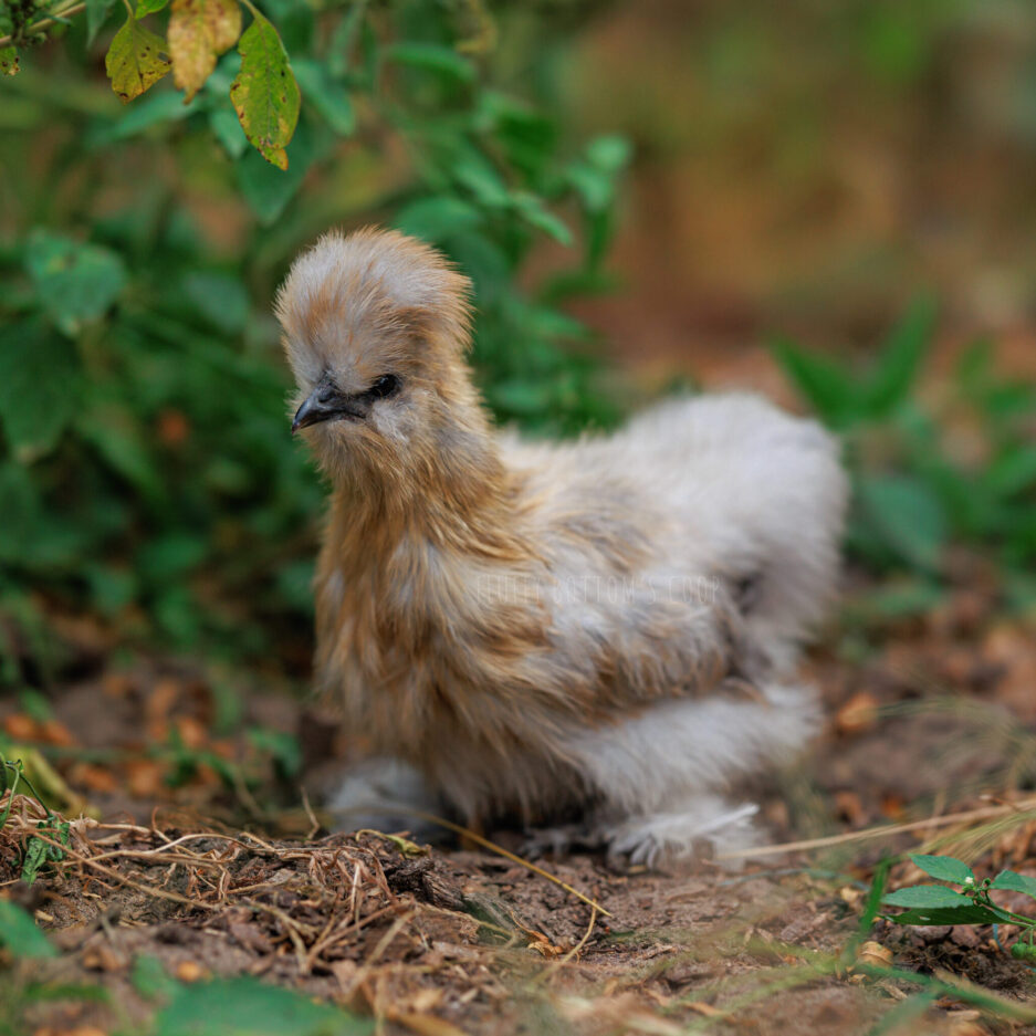 Surprise Pullet Box - Image 9