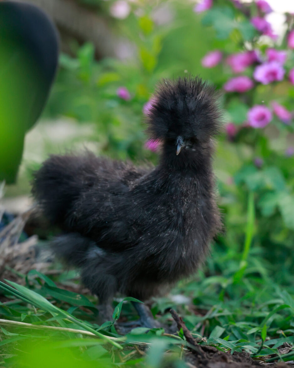 silkie hens for sale