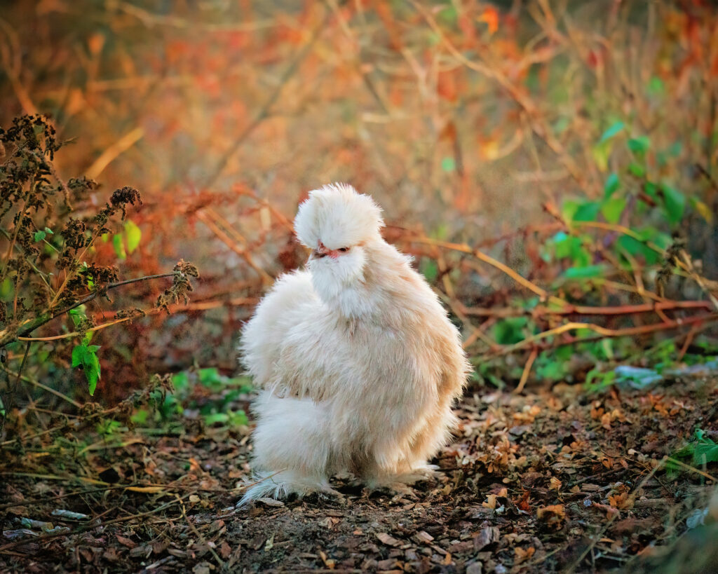 silkie hens for sale
