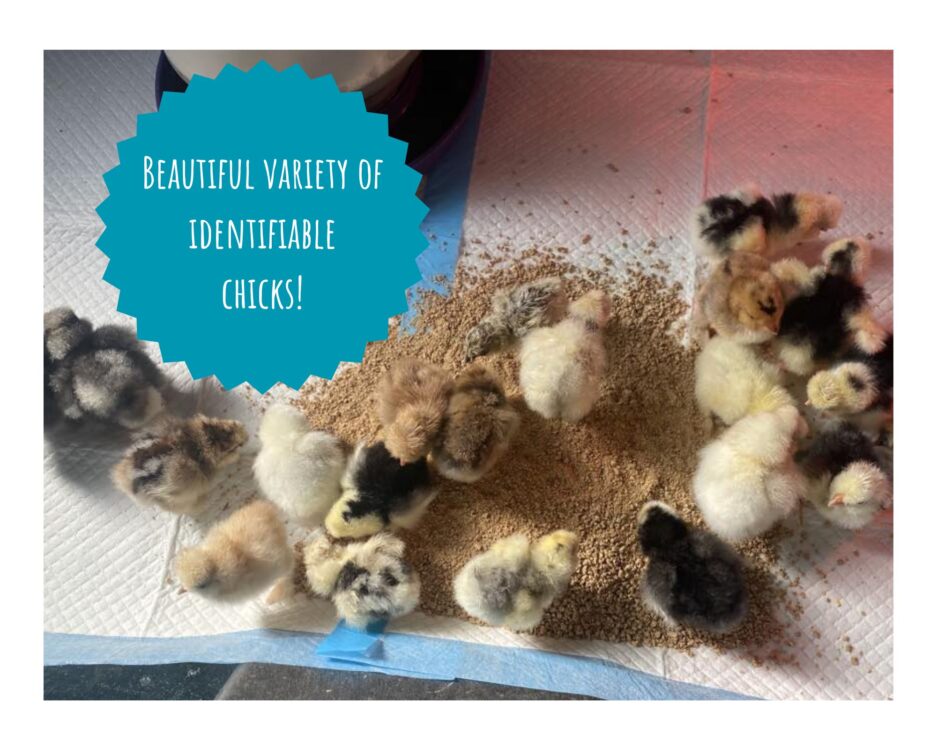 INVENTORY Straight-run Chicks (March)