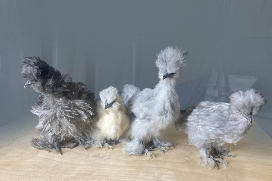 INVENTORY Straight-run Chicks (March) - Image 5