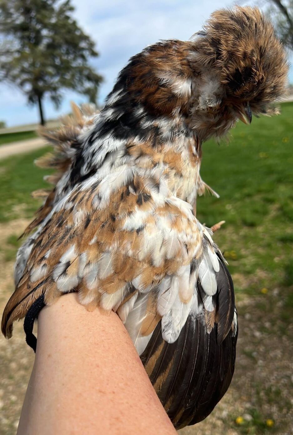 Mille Fleur silkie hens for sale