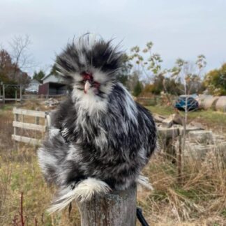 black mottled silkie chickens