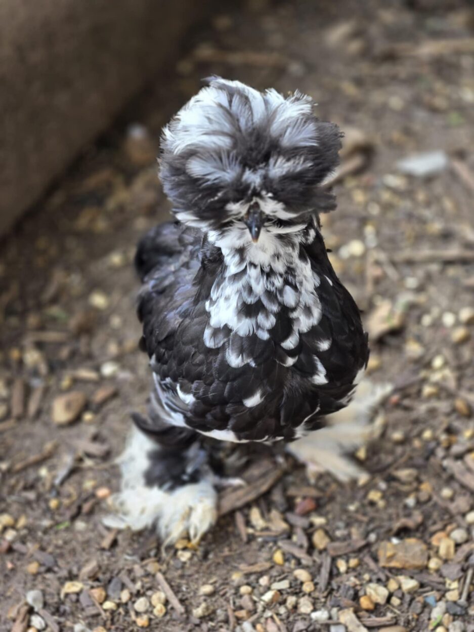 Surprise Pullet Box - Image 6