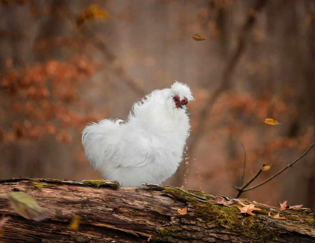 silkie chicks for sale