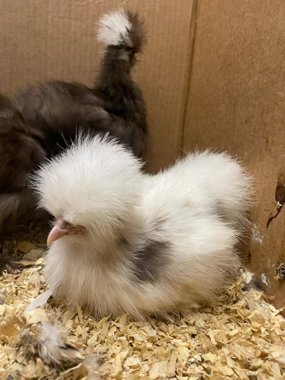 Surprise Pullet Box - Image 12