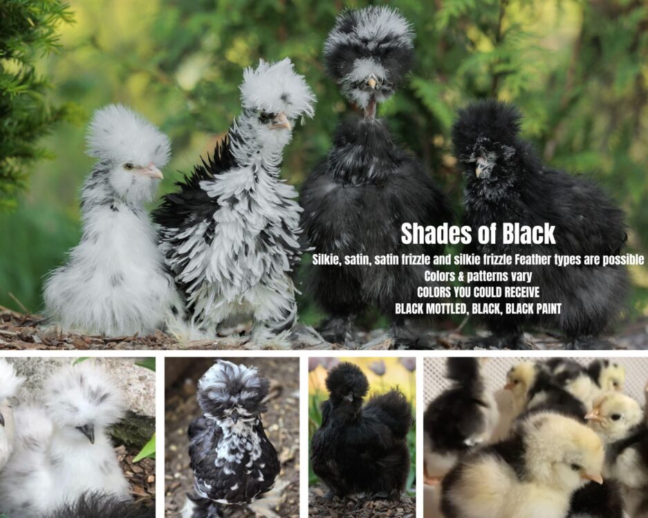 INVENTORY Straight-run Chicks (March) - Image 2