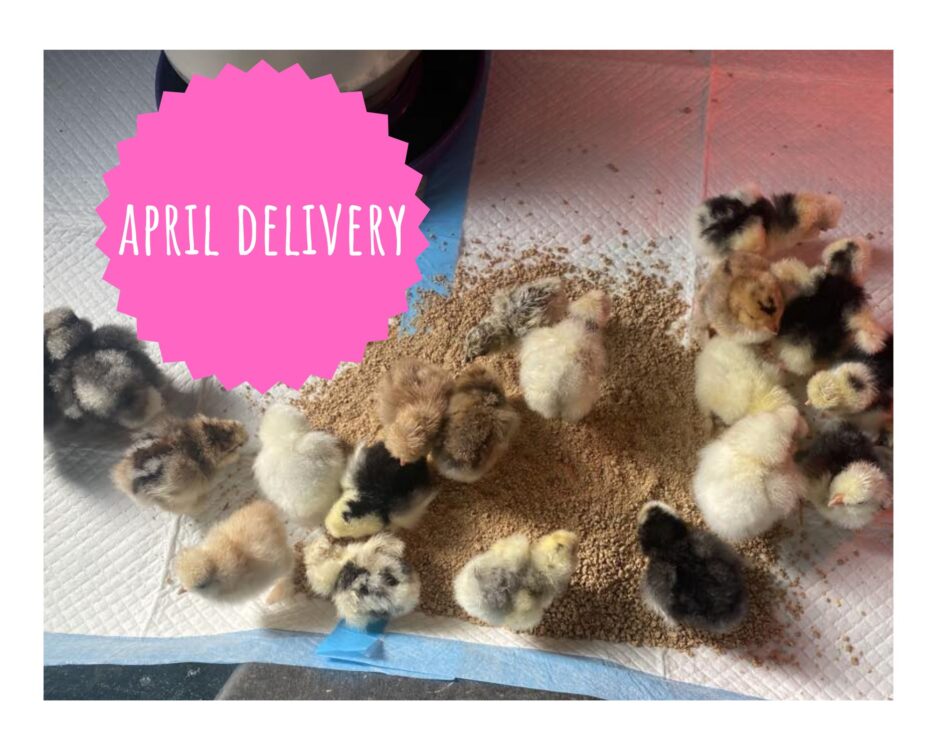 April Delivery | STRAIGHT-RUN CHICKS