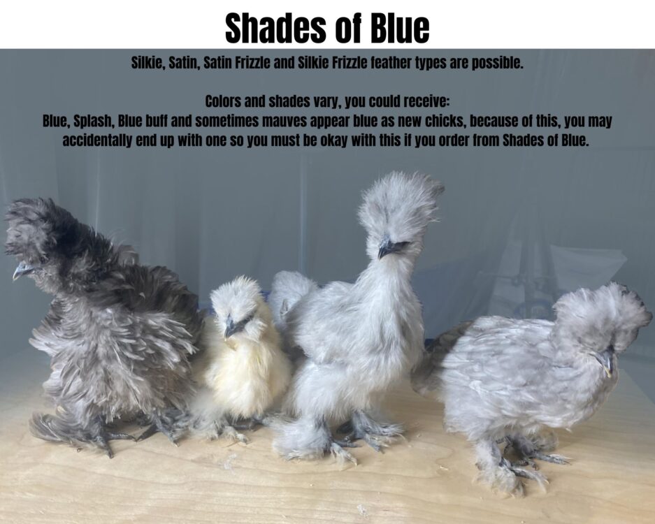 April Delivery | STRAIGHT-RUN CHICKS - Image 5