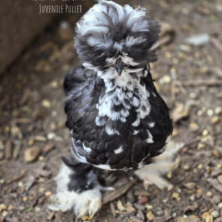 sexed silkie chickens for sale