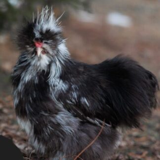 Your choice, Sexed Silkies | ETA April-June Delivery