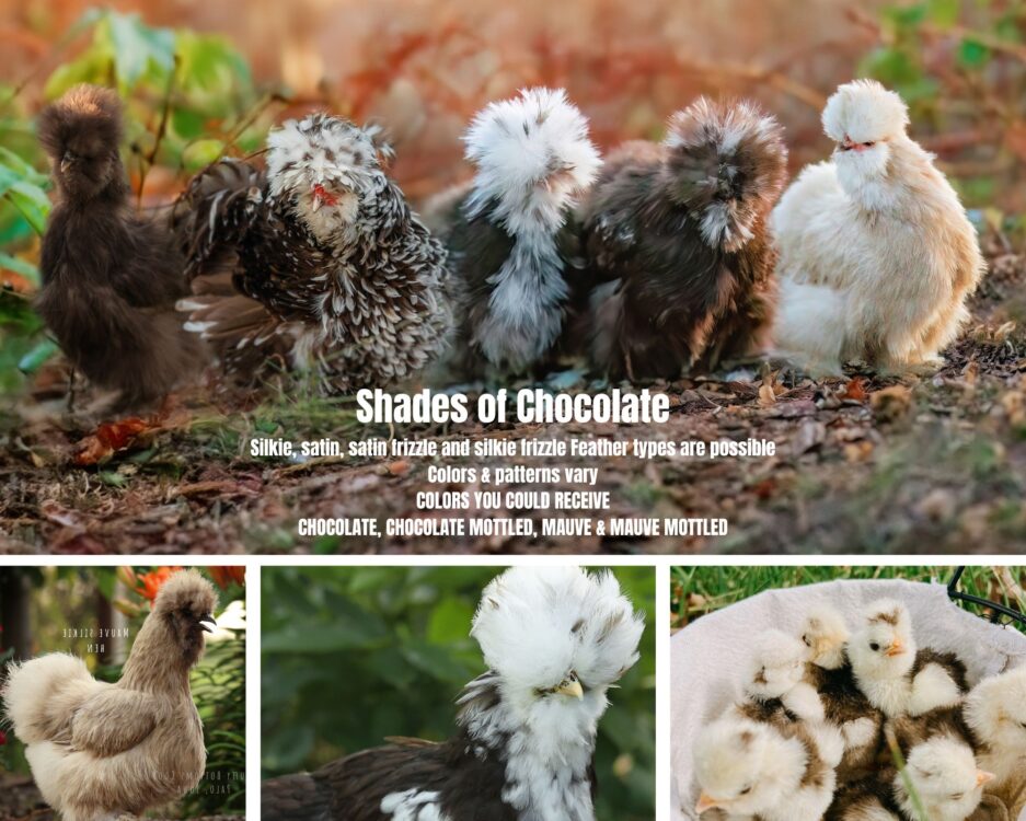 INVENTORY Straight-run Chicks (March) - Image 3