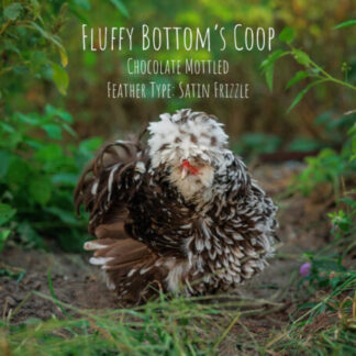 frizzle silkie chicken for sale