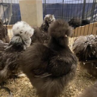 silkie hens for sale