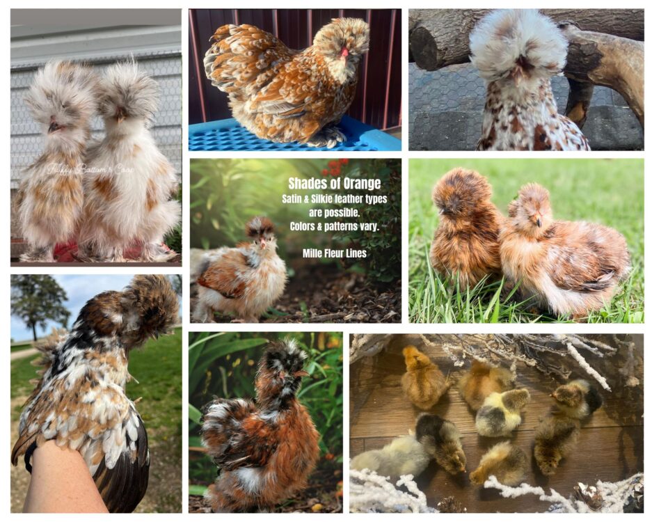 INVENTORY Straight-run Chicks (March) - Image 4
