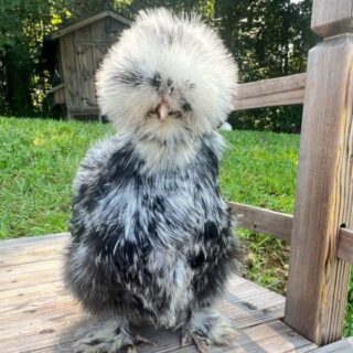 Silkie hens for sale from Fluffy Bottoms Coop