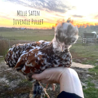 silkie chickens for sale