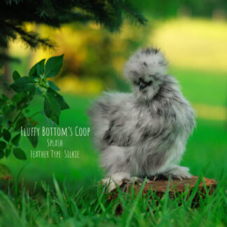 Silkie hens for sale