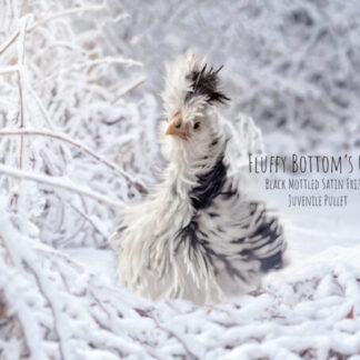 frizzle silkies for sale
