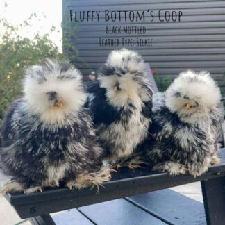 Silkie hens for sale