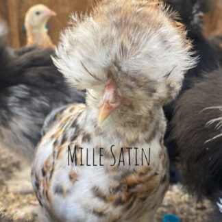satin silkie for sale