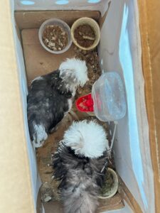 shipped silkie chickens for sale