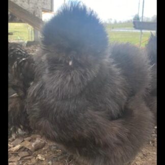 black silkie hens for sale