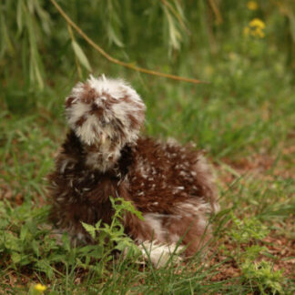 mottled silkies for sale