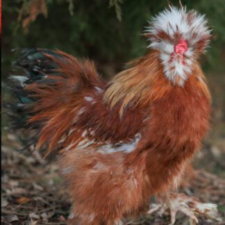calico silkie