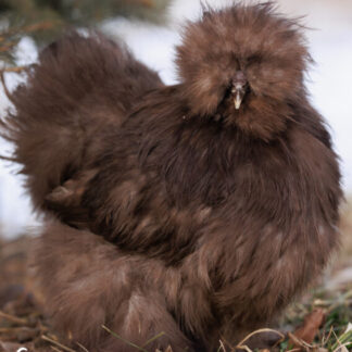 chocolate silkie for sale