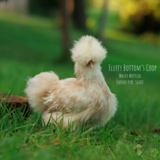 Silkie pullets for sale