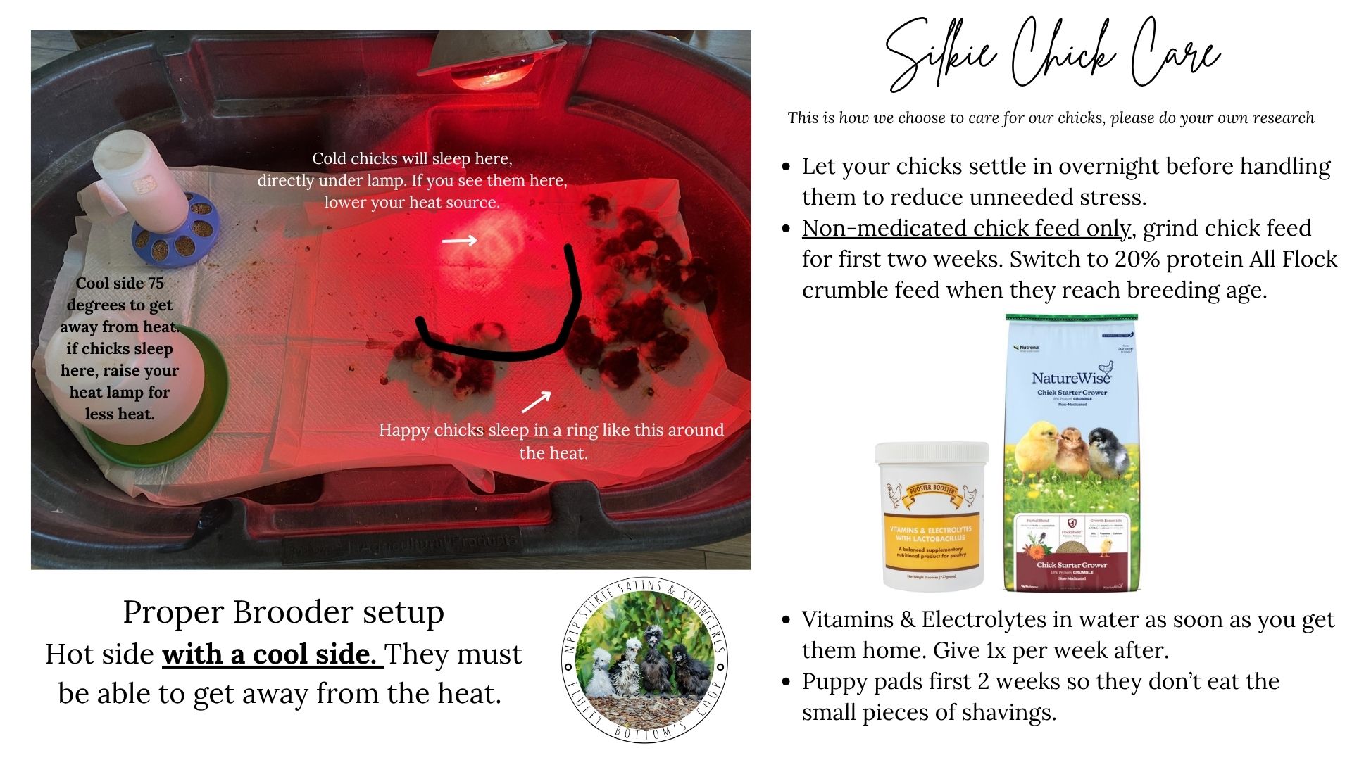How to care for silkie chicks