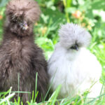 Mystery Pullet Box (FALL SHIPPING)