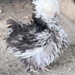 Mystery Pullet Box (FALL SHIPPING)