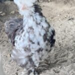 Mystery Pullet Box (FALL SHIPPING)