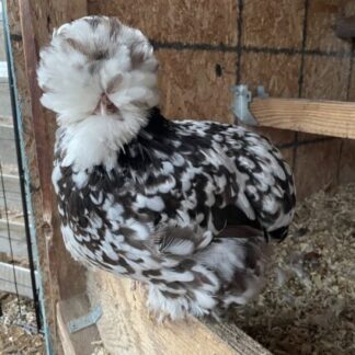 mottled silkie for sale
