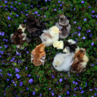 Silkie chicks