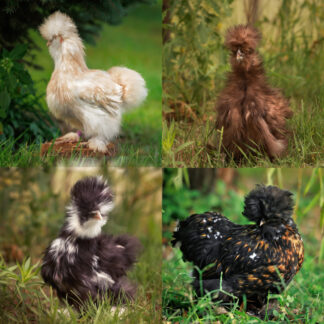 Silkie chicks for sale