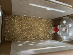 Shipped silkie chicks