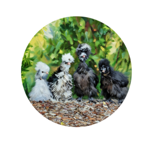silkie chickens for sale by silkie breeder Fluffy Bottoms Coop