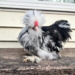 Ready to PICKUP Silkie Pullets/Hens